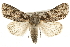  (Acronicta marmorata - CCGBOLD00051)  @14 [ ] CreativeCommons - Attribution (2010) Unspecified Centre for Biodiversity Genomics