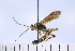  (Ichneumon ambulatorius - ATBI000015579)  @11 [ ] Copyright (2022) Jeremy Blaschke Union University