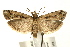  (Pempelia genistella - UKLB41B11)  @15 [ ] CreativeCommons - Attribution (2009) Unspecified Centre for Biodiversity Genomics
