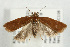  (Acleris caledoniana - UKLB40D05)  @13 [ ] CreativeCommons - Attribution (2009) Unspecified Centre for Biodiversity Genomics