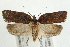  (Acleris hastiana - UKLB40D10)  @15 [ ] CreativeCommons - Attribution (2009) Unspecified Centre for Biodiversity Genomics