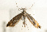  (Glyphipterix schoenicolella - UKLB39C07)  @14 [ ] CreativeCommons - Attribution (2009) Unspecified Centre for Biodiversity Genomics