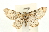  (Eupithecia pulchellata - UKLB35A06)  @14 [ ] CreativeCommons - Attribution (2009) Unspecified Centre for Biodiversity Genomics