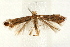  (Phyllonorycter platani - UKLB42D06)  @13 [ ] CreativeCommons - Attribution (2009) Unspecified Centre for Biodiversity Genomics
