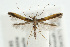  (Caloptilia azaleella - UKLB39B09)  @15 [ ] CreativeCommons - Attribution (2010) Unspecified Centre for Biodiversity Genomics