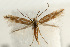  (Phyllonorycter staintoniella - UKLB39C01)  @14 [ ] CreativeCommons - Attribution (2010) Unspecified Centre for Biodiversity Genomics