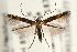  (Cosmopterix pulchrimella - UKLB40B02)  @14 [ ] CreativeCommons - Attribution (2010) Unspecified Centre for Biodiversity Genomics