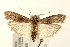  (Nephopterix angustella - UKLB41C01)  @14 [ ] CreativeCommons - Attribution (2010) Unspecified Centre for Biodiversity Genomics
