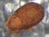  (Achipteria coleoptrata - 08DPMIT-0207)  @14 [ ] CreativeCommons - Attribution (2010) Unspecified Centre for Biodiversity Genomics