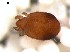  (Trhypochthoniidae - DPMIT-22-60)  @15 [ ] CreativeCommons - Attribution (2010) David Porco Centre for Biodiversity Genomics