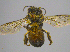  (Apis mellifera capensis - JTT1_A1)  @11 [ ] by-sa (2022) Unspecified South African National Biodiversity Institute