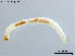  (Micropsectra sp. 5XL - CHLA551)  @11 [ ] CreativeCommons-Attribution Non-Commercial Share-Alike (2020) Xiaolong Lin Nankai University, College of Life Sciences