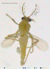  (Rheotanytarsus oss - MHMA02)  @11 [ ] CreativeCommons - Attribution Non-Commercial Share-Alike (2018) Xiaolong Lin College of Life Sciences, Nankai University