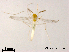  (Rheotanytarsus sp. 20XL - XL1016)  @11 [ ] CreativeCommons-Attribution Non-Commercial Share-Alike (2020) Xiaolong Lin Nankai University, College of Life Sciences