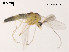  (Cricotopus sp. 3CSG - XL1043)  @11 [ ] CreativeCommons - Attribution Non-Commercial Share-Alike (2019) Xiaolong Lin College of Life Sciences, Nankai University