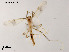  (Stenochironomus sp. 18XL - XL1055)  @11 [ ] CreativeCommons - Attribution Non-Commercial Share-Alike (2019) Xiaolong Lin College of Life Sciences, Nankai University