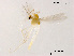  (Tanytarsus tamaduodecimus - XL1058)  @11 [ ] CreativeCommons - Attribution Non-Commercial Share-Alike (2018) Xiaolong Lin College of Life Sciences, Nankai University