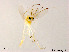  (Parachironomus monochromus - XL1060)  @13 [ ] CreativeCommons - Attribution Non-Commercial Share-Alike (2019) Xiaolong Lin College of Life Sciences, Nankai University