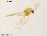  (Epoicocladius sp. 1XL - XL1065)  @11 [ ] CreativeCommons - Attribution Non-Commercial Share-Alike (2018) Xiaolong Lin College of Life Sciences, Nankai University