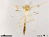  (Stenochironomus sp. 17XL - XL1115)  @13 [ ] CreativeCommons - Attribution Non-Commercial Share-Alike (2019) Xiaolong Lin College of Life Sciences, Nankai University