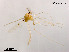  (Thienemannimyia sp. 4XL - XL1155)  @14 [ ] CreativeCommons - Attribution Non-Commercial Share-Alike (2019) Xiaolong Lin College of Life Sciences, Nankai University