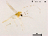  (Rheotanytarsus cangshanensis - XL1174)  @11 [ ] CreativeCommons-Attribution Non-Commercial Share-Alike (2020) Xiaolong Lin Nankai University, College of Life Sciences