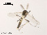  (Cricotopus annulator - XL1342)  @13 [ ] CreativeCommons - Attribution Non-Commercial Share-Alike (2019) Xiaolong Lin College of Life Sciences, Nankai University