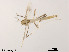  (Stenochironomus sp. 13XL - XL1359)  @11 [ ] CreativeCommons - Attribution Non-Commercial Share-Alike (2019) Xiaolong Lin College of Life Sciences, Nankai University