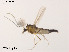  (Cricotopus sp. 7CSG - XL1381)  @13 [ ] CreativeCommons - Attribution Non-Commercial Share-Alike (2019) Xiaolong Lin College of Life Sciences, Nankai University