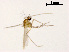  (Heterotanytarsus sp. 1XL - XL1433)  @11 [ ] CreativeCommons - Attribution Non-Commercial Share-Alike (2019) Xiaolong Lin College of Life Sciences, Nankai University