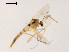  (Stenochironomus tobaduodecimus - XL1443)  @11 [ ] CreativeCommons - Attribution Non-Commercial Share-Alike (2019) Xiaolong Lin College of Life Sciences, Nankai University