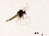  (Pseudosmittia sp. 1XL - XL1467)  @11 [ ] CreativeCommons - Attribution Non-Commercial Share-Alike (2019) Xiaolong Lin College of Life Sciences, Nankai University