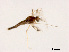  (Paratendipes nigorofasciatus - XL1485)  @11 [ ] CreativeCommons - Attribution Non-Commercial Share-Alike (2019) Xiaolong Lin College of Life Sciences, Nankai University