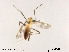  (Stenochironomus sp. 3XL - XL1490)  @11 [ ] CreativeCommons - Attribution Non-Commercial Share-Alike (2019) Xiaolong Lin College of Life Sciences, Nankai University