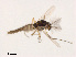  (Pseudorthocladius sp. 1XL - XL1492)  @11 [ ] CreativeCommons - Attribution Non-Commercial Share-Alike (2019) Xiaolong Lin College of Life Sciences, Nankai University