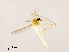  (Tanytarsus sp. 14XL - XL1511)  @11 [ ] CreativeCommons - Attribution Non-Commercial Share-Alike (2019) Xiaolong Lin College of Life Sciences, Nankai University