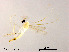  (Stenochironomus sp. 19XL - XL1515)  @11 [ ] CreativeCommons - Attribution Non-Commercial Share-Alike (2019) Xiaolong Lin College of Life Sciences, Nankai University