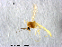  (Tanytarsus smolandicus - XL1628)  @11 [ ] CreativeCommons - Attribution Non-Commercial Share-Alike (2019) Xiaolong Lin College of Life Sciences, Nankai University