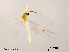  (Microtendipes famiefeus - XL1790)  @11 [ ] CreativeCommons - Attribution Non-Commercial Share-Alike (2019) Xiaolong Lin College of Life Sciences, Nankai University