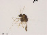  (Thienemanniella sp. 1XL - XL1847)  @11 [ ] CreativeCommons - Attribution Non-Commercial Share-Alike (2019) Xiaolong Lin College of Life Sciences, Nankai University