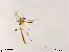  (Stenochironomus sp. 15XL - XL1855)  @11 [ ] CreativeCommons - Attribution Non-Commercial Share-Alike (2019) Xiaolong Lin College of Life Sciences, Nankai University