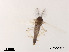  (Symbiocladius sp. 1XL - XL2013)  @11 [ ] CreativeCommons - Attribution Non-Commercial Share-Alike (2019) Xiaolong Lin College of Life Sciences, Nankai University