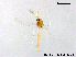  (Tanytarsus sp. 28XL - XL2041)  @11 [ ] CreativeCommons - Attribution Non-Commercial Share-Alike (2019) Xiaolong Lin College of Life Sciences, Nankai University