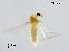  (Tanytarsus tamaundecimus - XL2178)  @13 [ ] CreativeCommons - Attribution Non-Commercial Share-Alike (2019) Xiaolong Lin College of Life Sciences, Nankai University