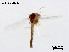 (Denopelopia bractea - XL2468)  @11 [ ] CreativeCommons-Attribution Non-Commercial Share-Alike (2020) Xiaolong Lin Nankai University, College of Life Sciences