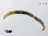  (Cricotopus tamapullus - XL2535)  @11 [ ] CreativeCommons - Attribution Non-Commercial Share-Alike (2019) Xiaolong Lin College of Life Sciences, Nankai University