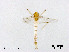  (Thienemannimyia sp. 7XL - XL3040)  @11 [ ] CreativeCommons - Attribution Non-Commercial Share-Alike (2019) Xiaolong Lin College of Life Sciences, Nankai University