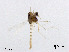  (Cladotanytarsus sp. 5XL - XL3091)  @11 [ ] CreativeCommons - Attribution Non-Commercial Share-Alike (2019) Xiaolong Lin College of Life Sciences, Nankai University