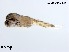  (Cricotopus mongolseteus - XL3700)  @11 [ ] CreativeCommons-Attribution Non-Commercial Share-Alike (2020) Xiaolong Lin Nankai University, College of Life Sciences