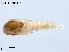  (Thienemanniella triangula - XL3713)  @11 [ ] CreativeCommons-Attribution Non-Commercial Share-Alike (2020) Xiaolong Lin Nankai University, College of Life Sciences